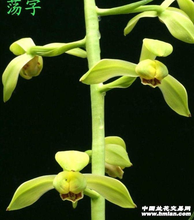 带1芽荡字