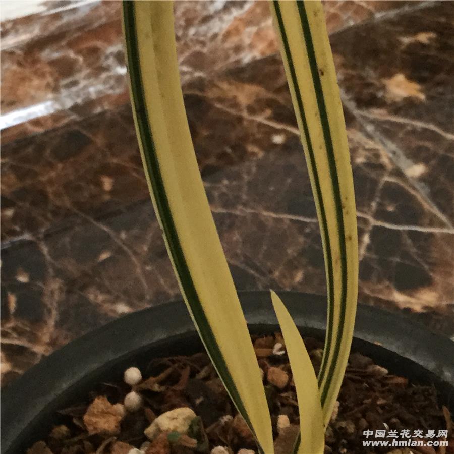 春剑高级艺草l苗1大芽
