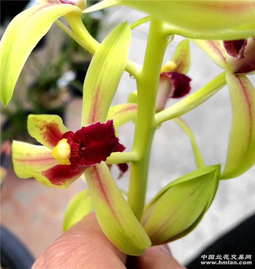 蕙兰新品绿蕙红素,1新壮苗1芽