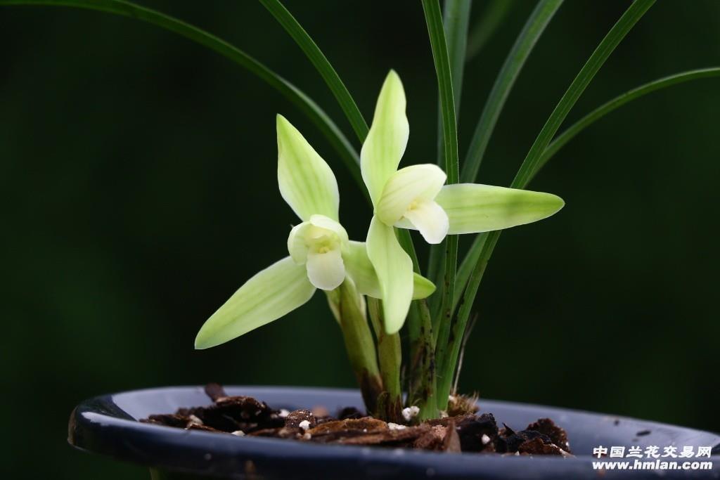 精选…春兰素心【白玉素…带芽