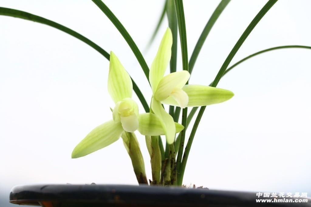 精选…春兰素心【白玉素…带芽