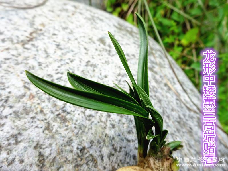 龙形中矮蕙兰高端赌草