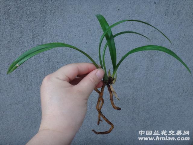 建兰白花素精品《白狐,带2大芽