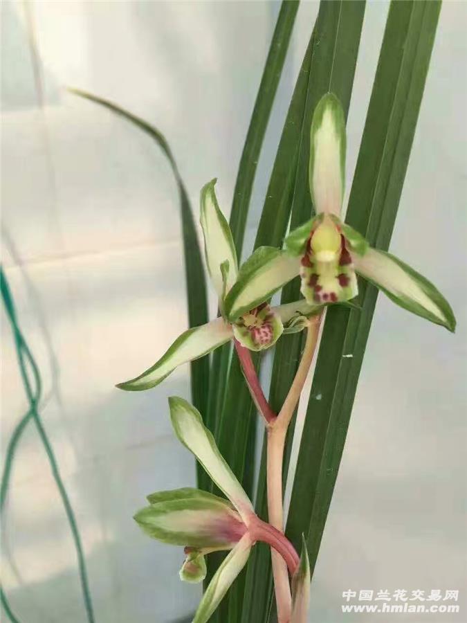 送春花艺双全 - 中国兰花交易网