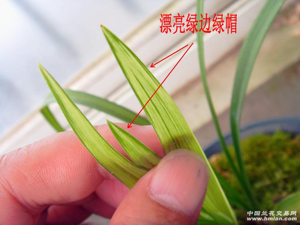 老乡这棵酷像红霞素的春剑高级中透艺 - 中国兰花交易