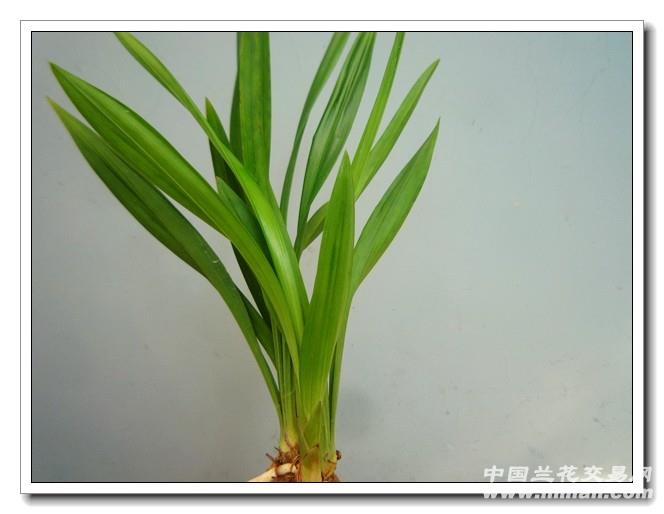 金皱红荷 中国兰花交易网