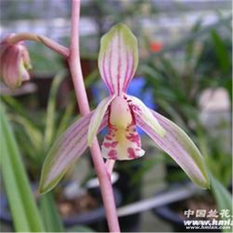 千霞冠2苗1花1芽