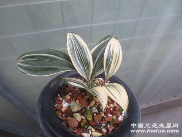 兔耳兰-艺兰 中国兰花交易网