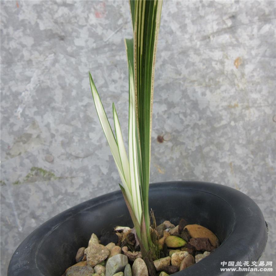引种佳品白马王子带大芽