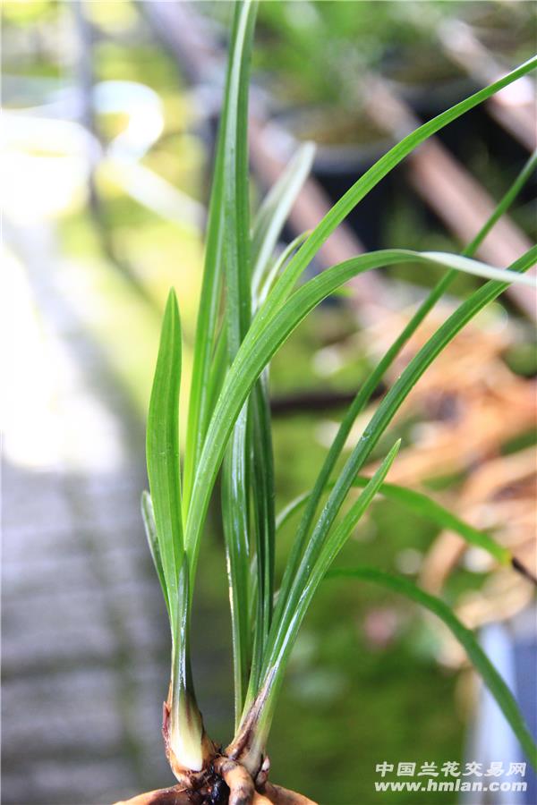 昆华荷3苗1芽1花苞28 - 中国兰花交易网