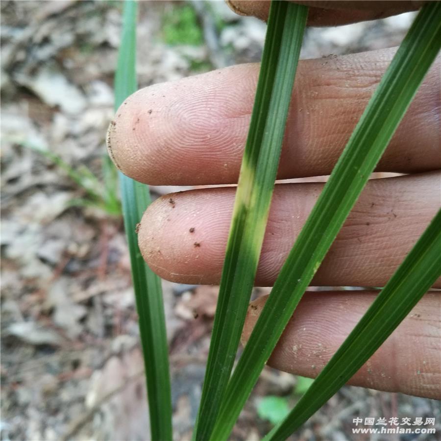 惠兰下山单叶小斑草 - 中国兰花交易网