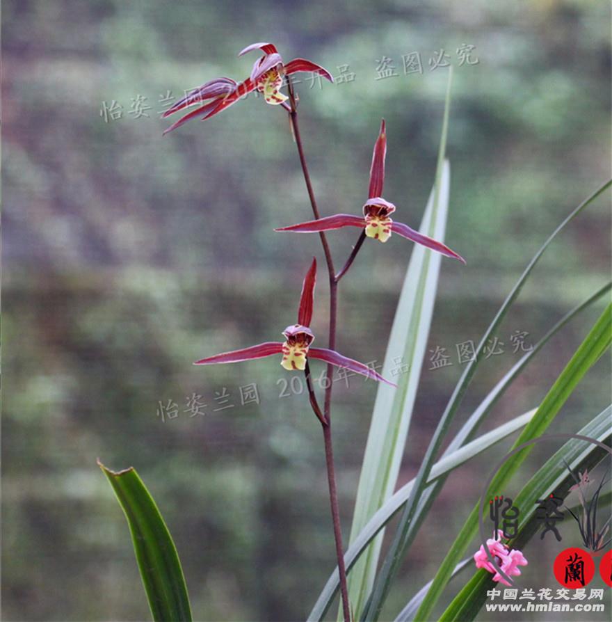 下山阔叶寒兰浓香花【a1红花】引种苗