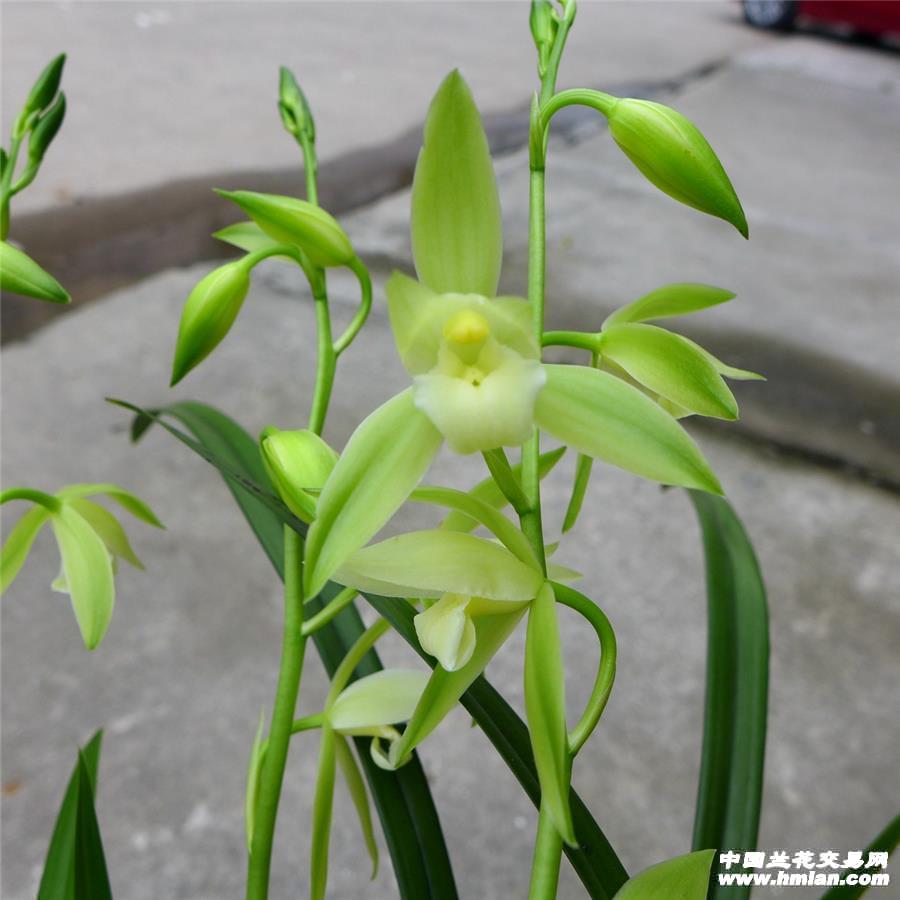 较一般的大荷素近一倍,花浓香,开花期长,6—11月均见其花,此兰花叶兼