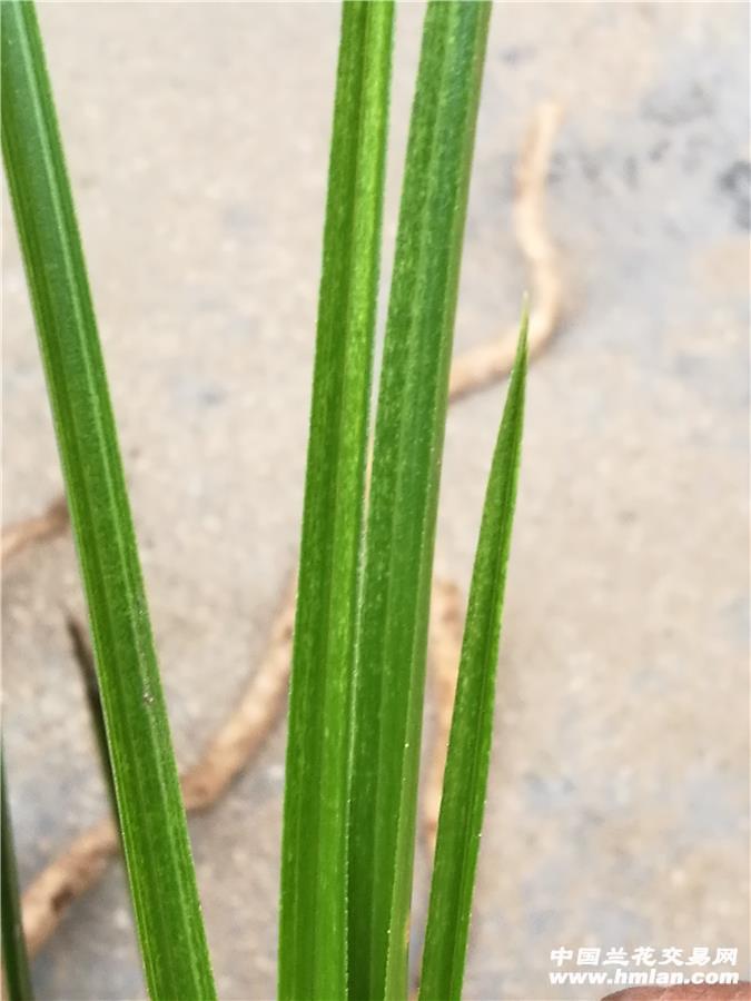 下山蕙兰 水晶 直立硬叶质