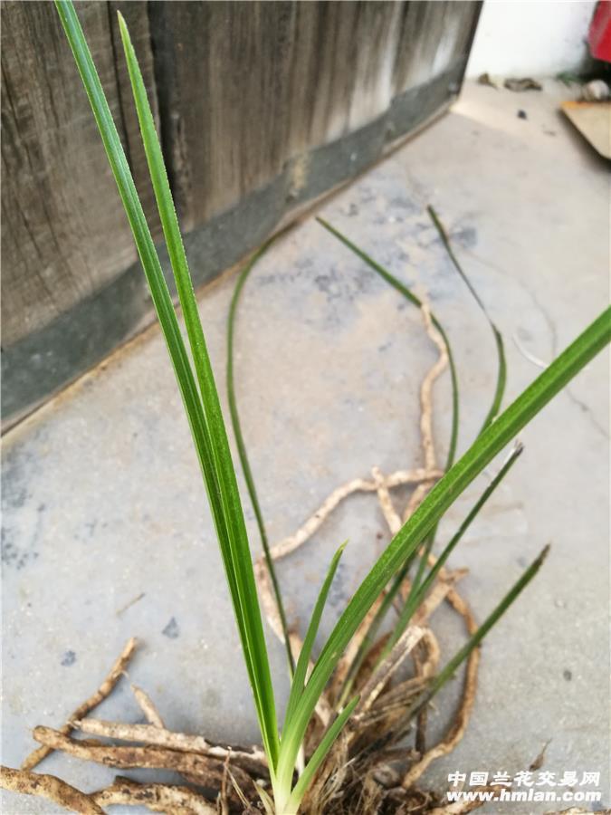 下山蕙兰 水晶 直立硬叶质