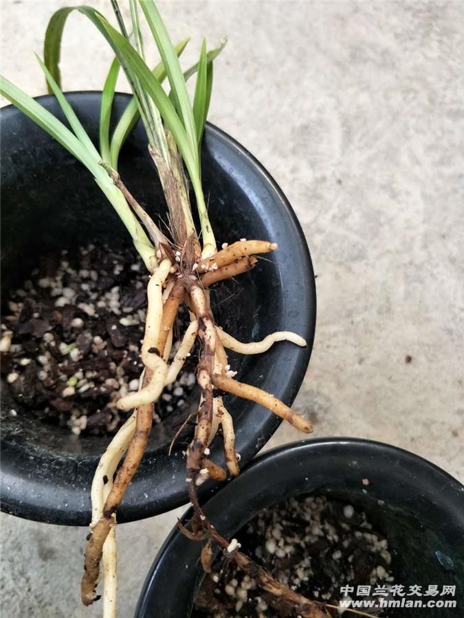 云南下山朵香春兰龙根苗 丝稿艺