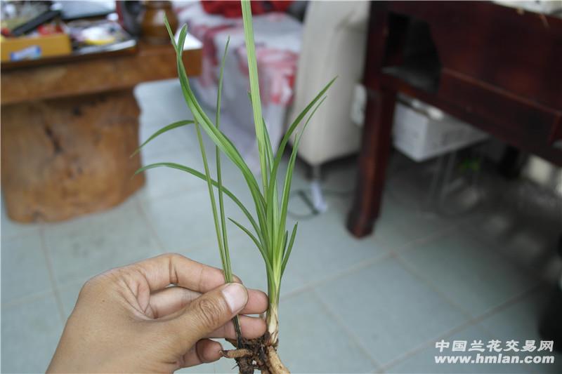 天韵荷(2苗) - 中国兰花交易网