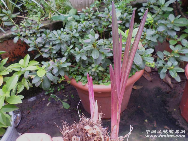 下山原兜蕙兰红草红芽