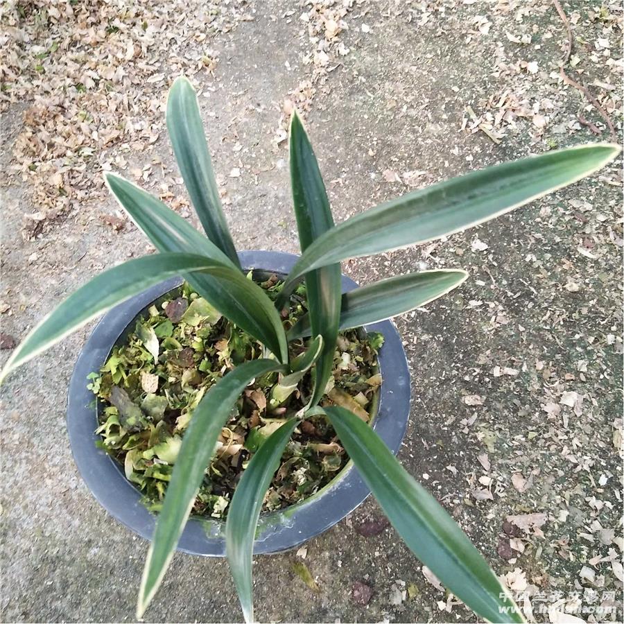 达摩冠