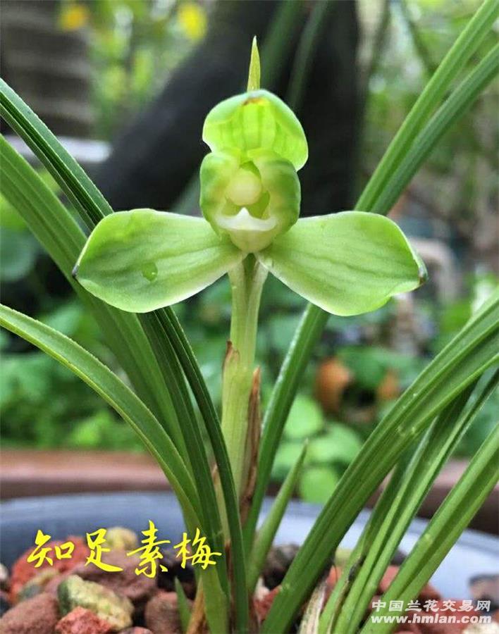 知足素梅 4苗2芽2花苞