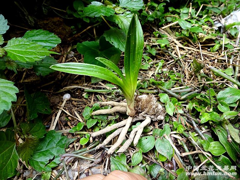 正宗本地乡下春兰大鱼肚叶型草