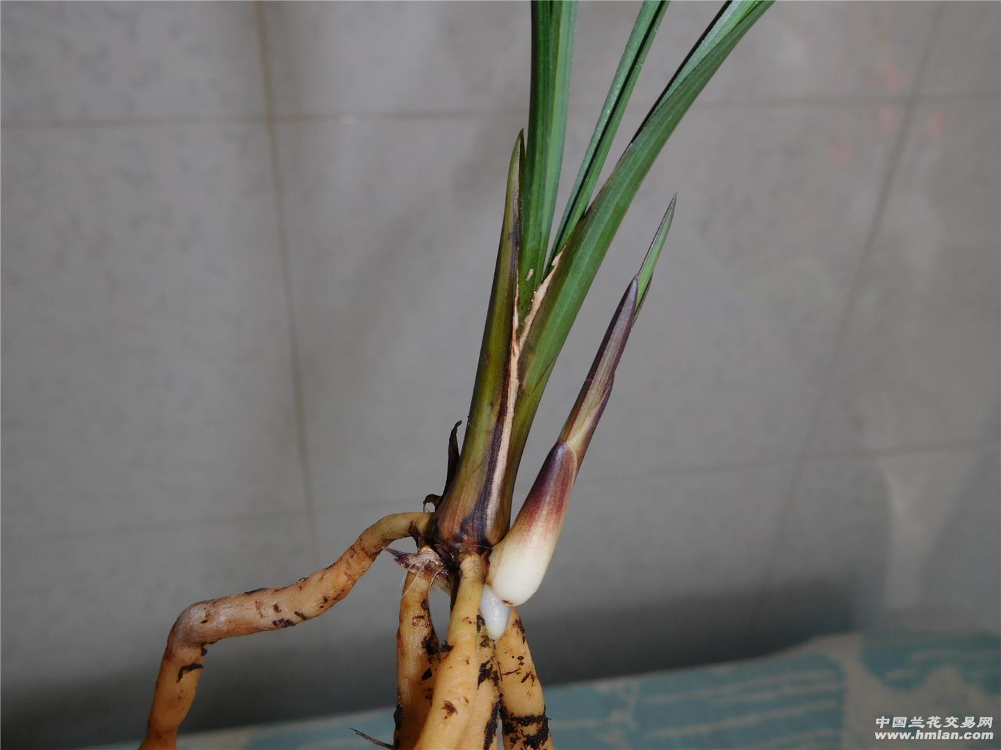 春兰新品胭脂仙子,翻盆现切母壮苗带大芽引种0起拍