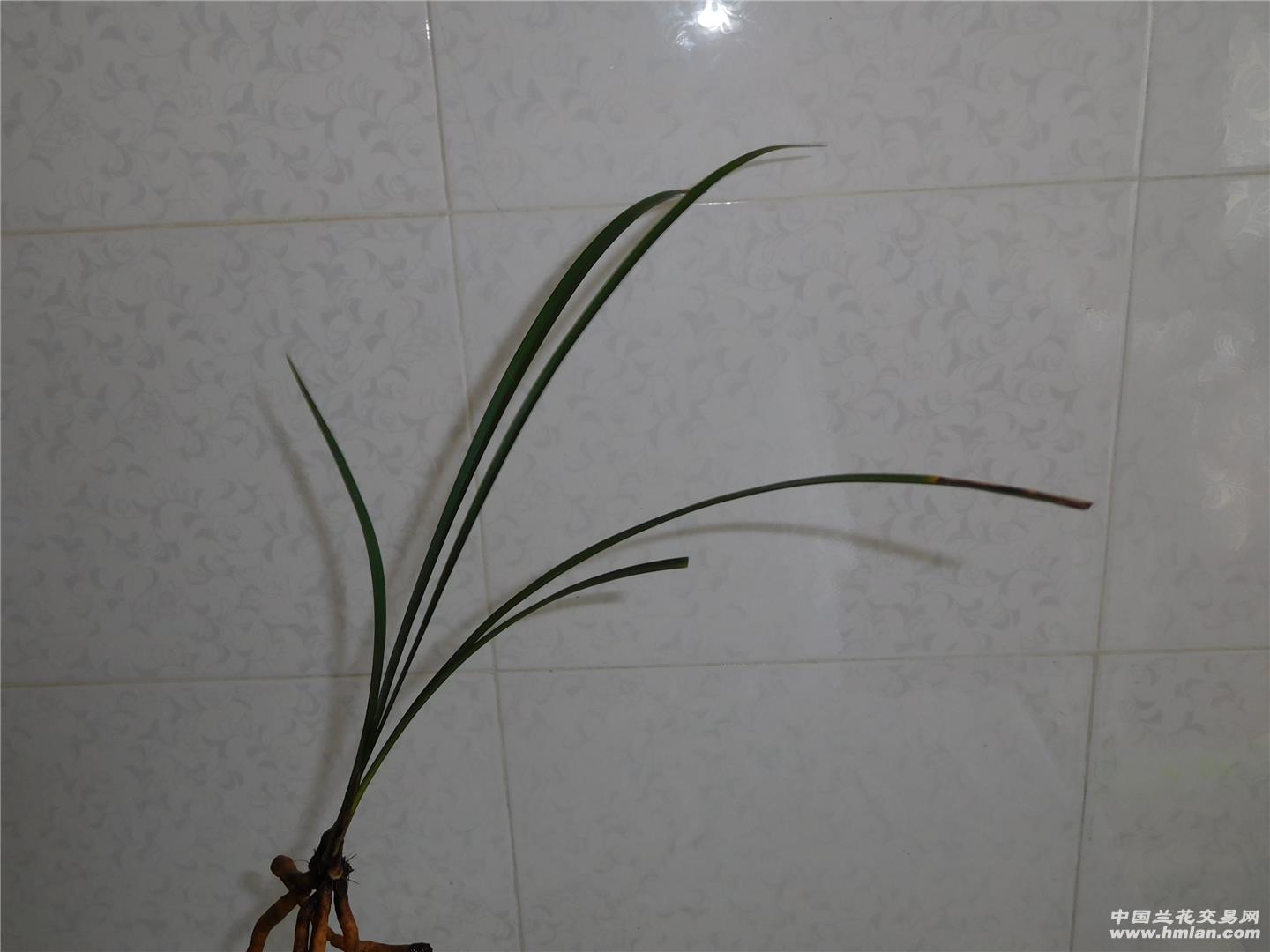 春兰新品胭脂仙子,翻盆母苗带芽引种0起拍