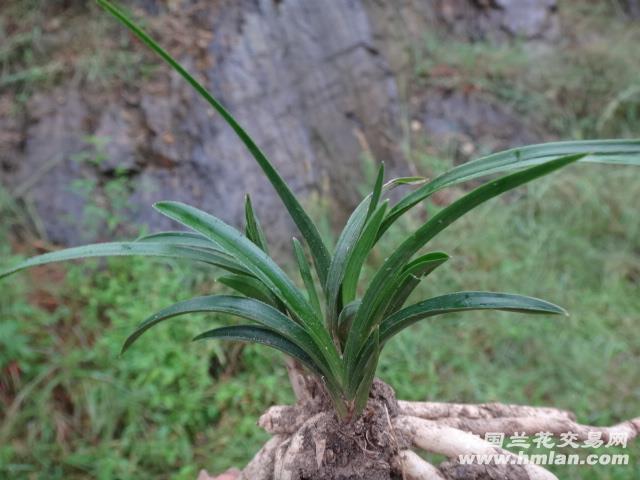 才下山春兰龙根荷瓣草