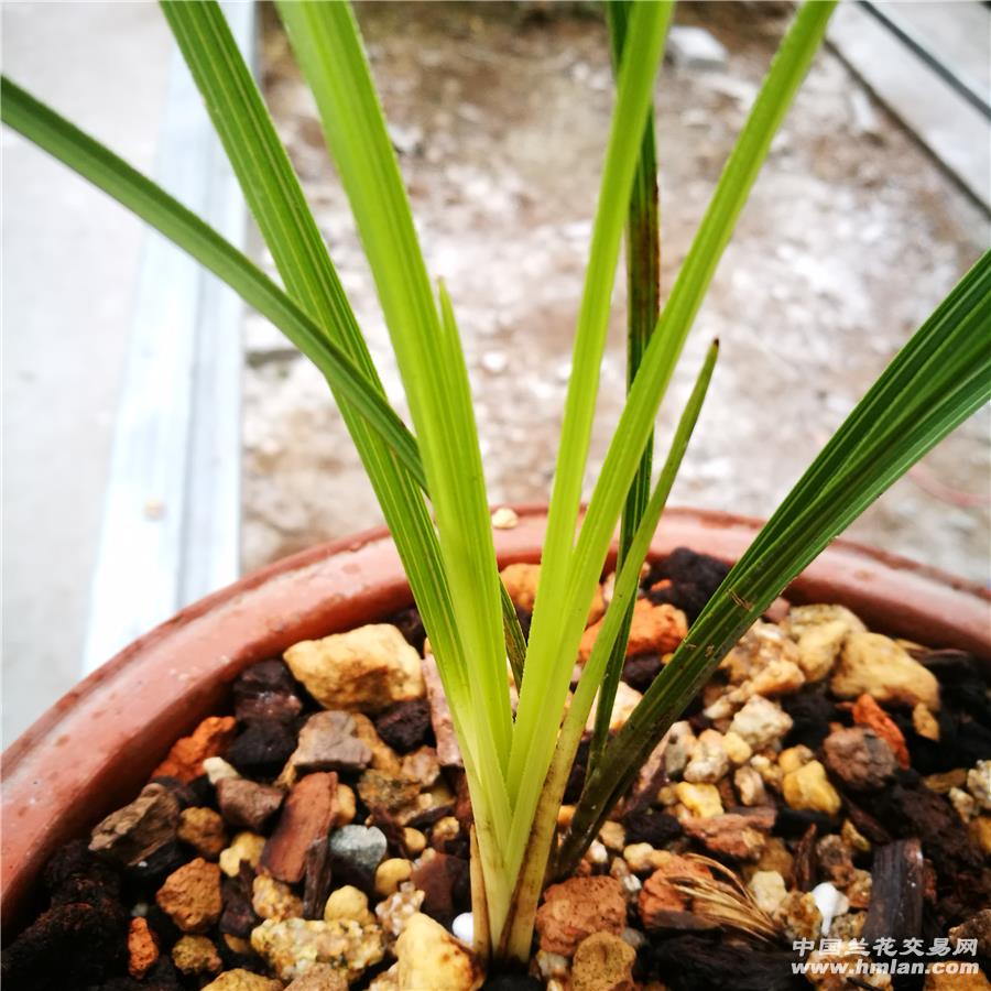 下山三棵黄草(先明后暗,赌色花)