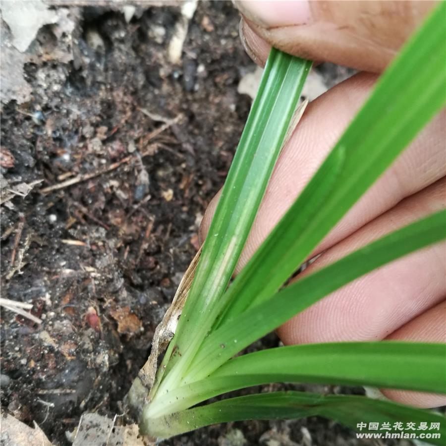 才下山连带蕙兰斑草,赌下代好斑