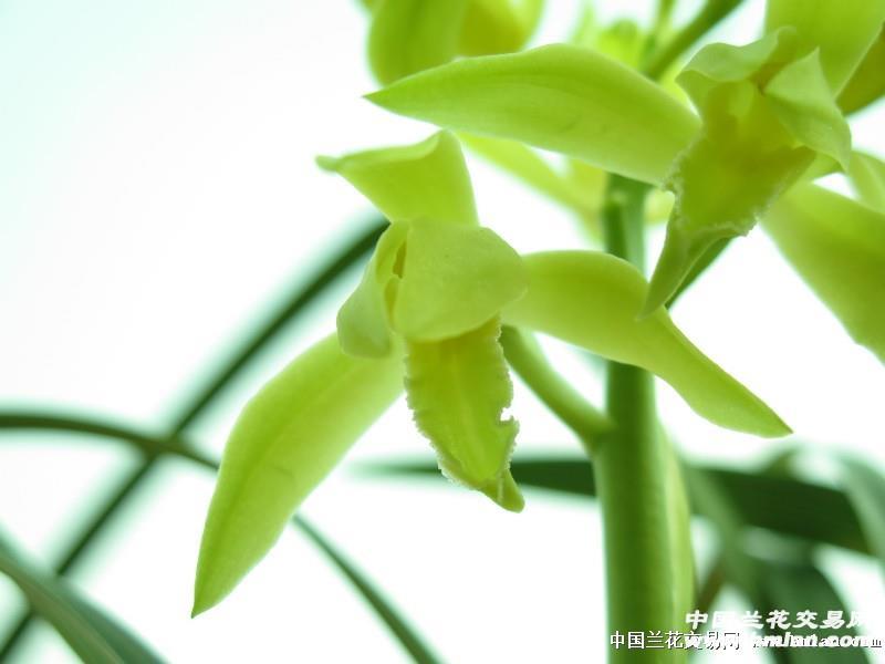 江山素 - 中国兰花交易网