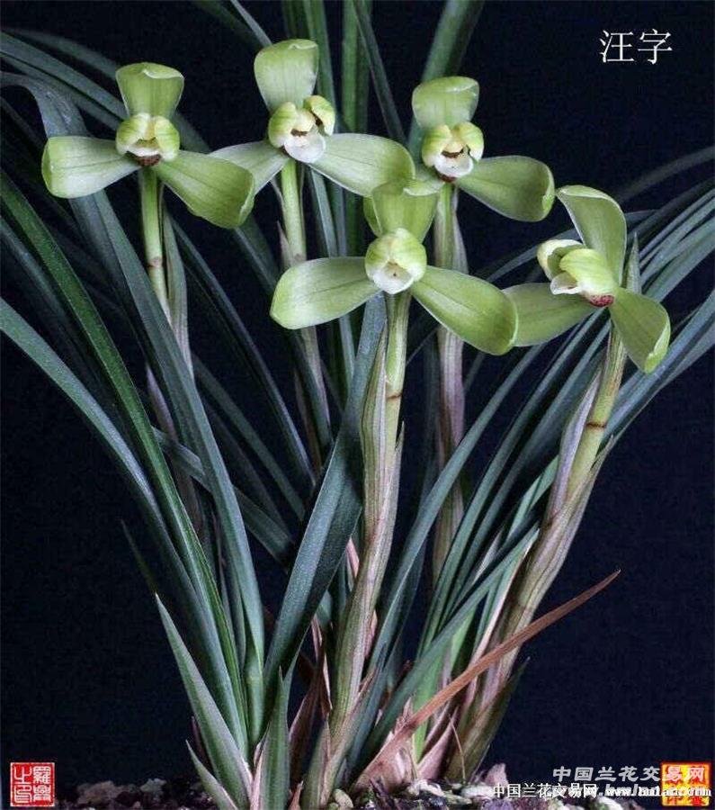 汪字老种带花 - 中国兰花交易网