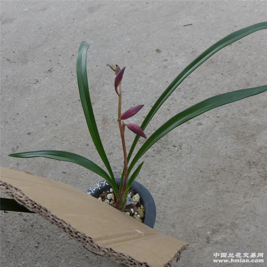 子苗**火树红冠**带花苞