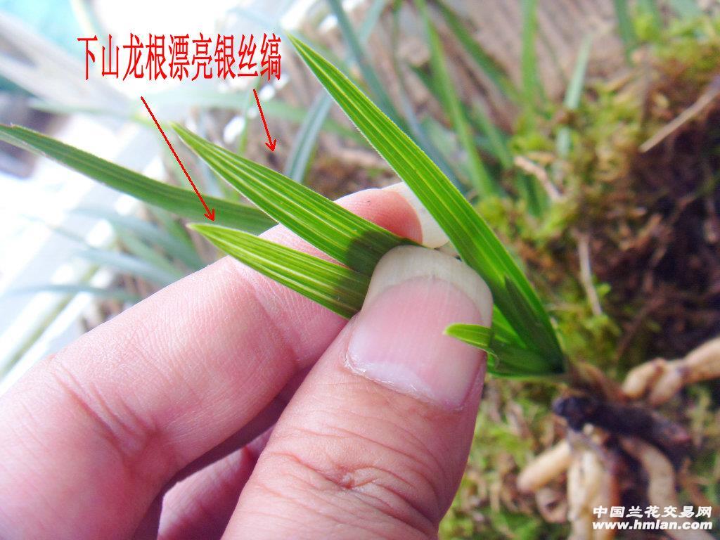 四川峨眉山下山的漂亮叶型龙根春兰漂亮银丝艺草图片