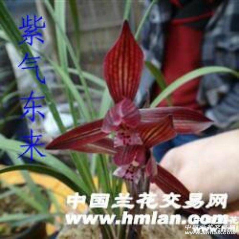 春兰精品色花.紫气东来.开品引用参考.喜欢的朋友看图拍.谢谢