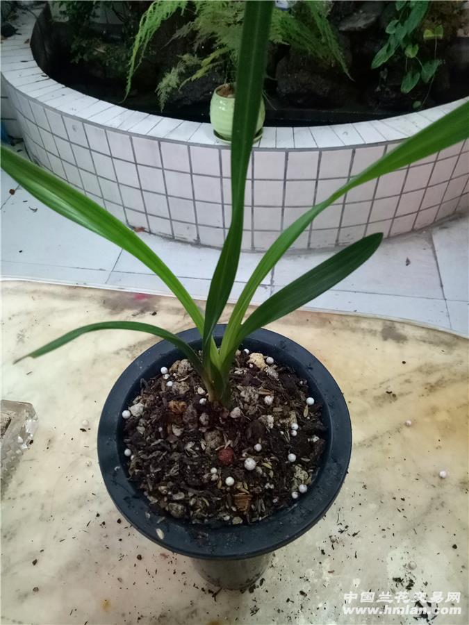 学林荷