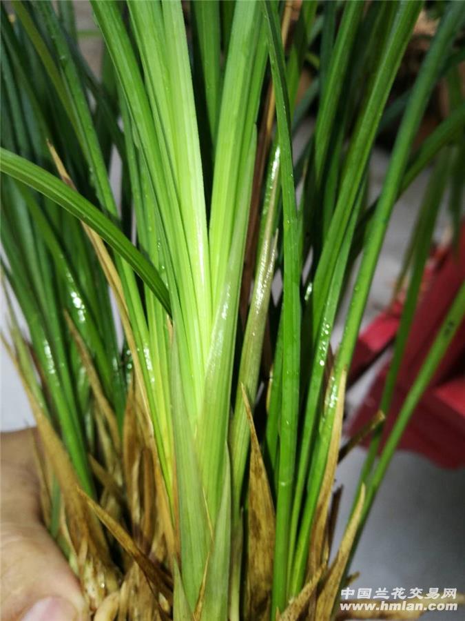 细叶寒兰大棵飘逸叶形多花苞
