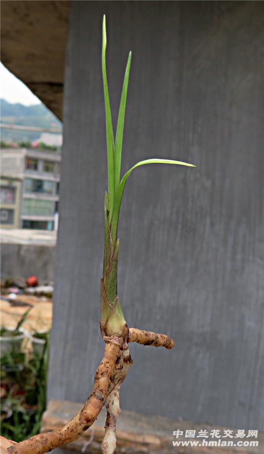 莲瓣高档水晶大少尾