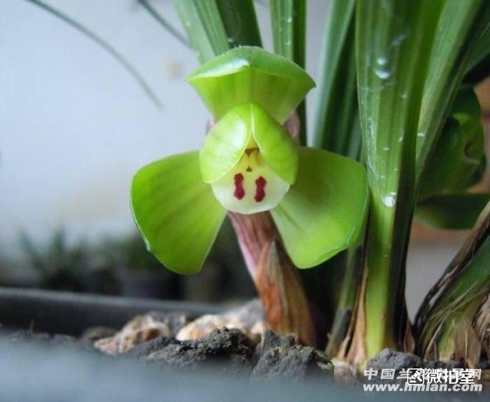 起靓特壮春兰大富贵4苗带1花苞