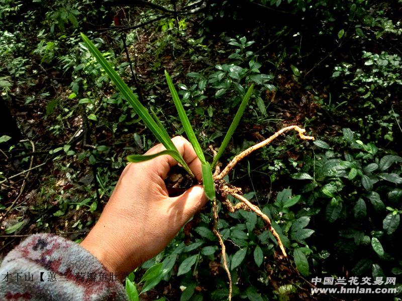 鱼肚带瓢.收根.荷瓣特征很明显!有劲!