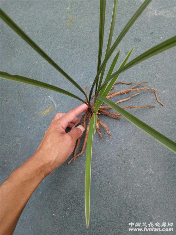 可爱白边手机壁纸_皮皮网 可爱白边手机壁纸