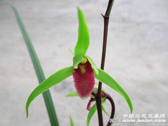 寒兰【雪中红】子母苗带花苞