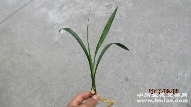 峨眉晨光(建兰极品红素)前垄壮苗1芽苞