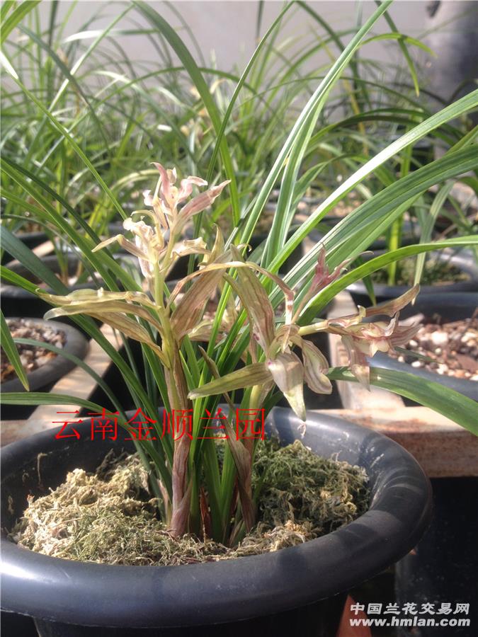 云南春兰复色树型花彩云树菊758