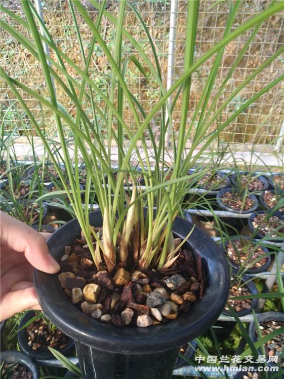 细叶春兰白花素《带4花》图片