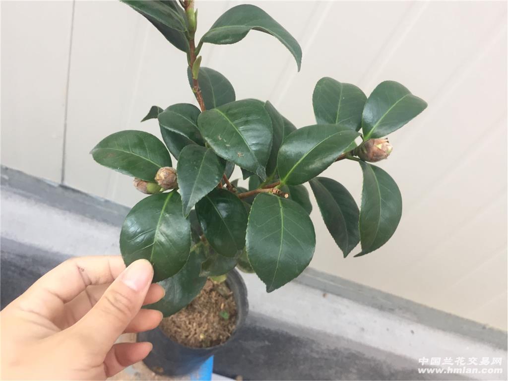 茶花精品,花露珍