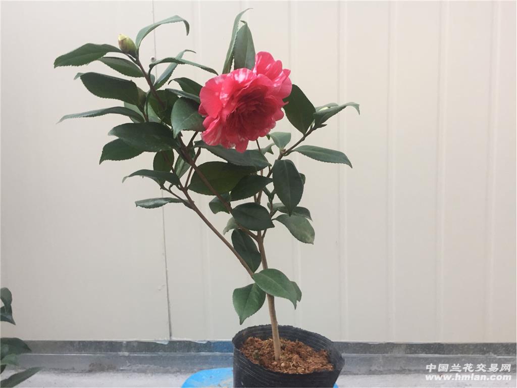 茶花苗,青叶贝拉,花大,包邮图片