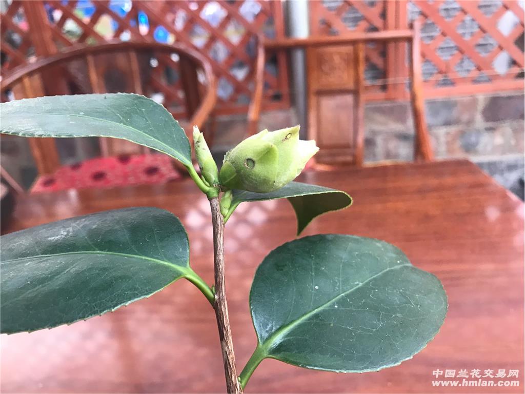 绿色茶花~~~可娜绿云带花苞