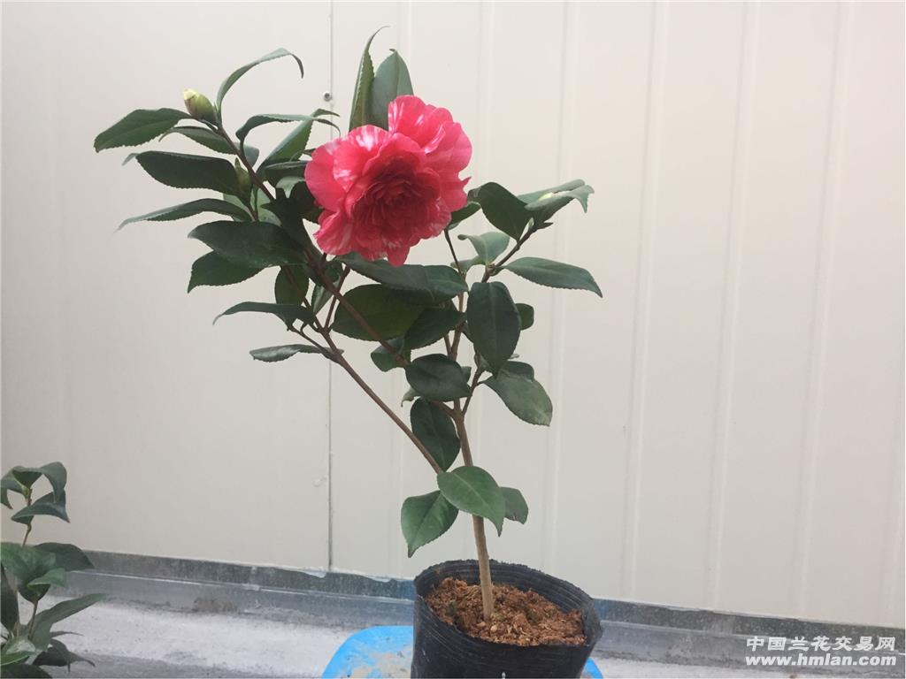 茶花苗,青叶贝拉,花大,包邮图片