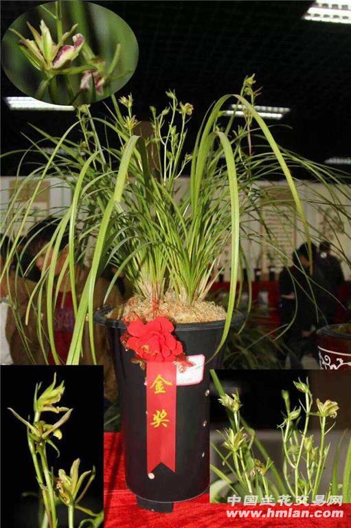 秋芝树型奇花 - 中国兰花交易网